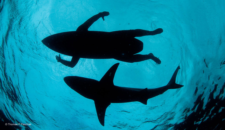 <p>Thomas Peschak (South Africa)</p>
<p><i>The Shark Surfer</i></p>
<p>Finalist – Wildlife Photojournalist of the Year</p>
